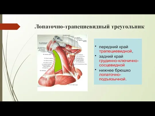 Лопаточно-трапециевидный треугольник