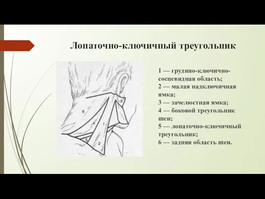 Лопаточно-ключичный треугольник 1 — грудино-ключично-сосцевидная область; 2 — малая надключичная ямка; 3