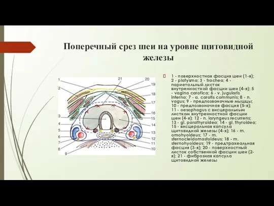 Поперечный срез шеи на уровне щитовидной железы 1 - поверхностная фасция шеи