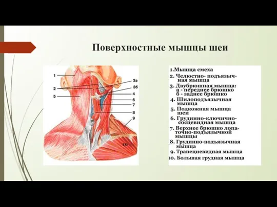 Поверхностные мышцы шеи