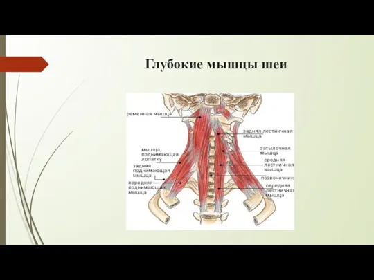 Глубокие мышцы шеи