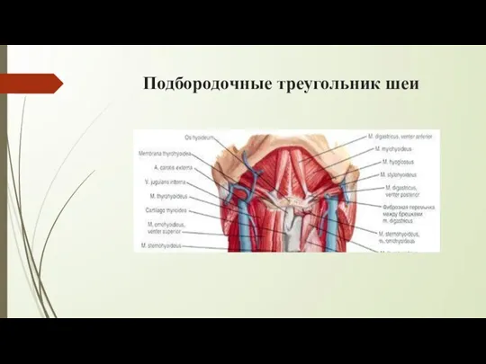 Подбородочные треугольник шеи