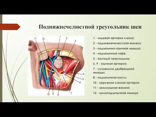 Поднижнечелюстной треугольник шеи 1 - лицевая артерия и вена; 2 - поднижнечелюстная