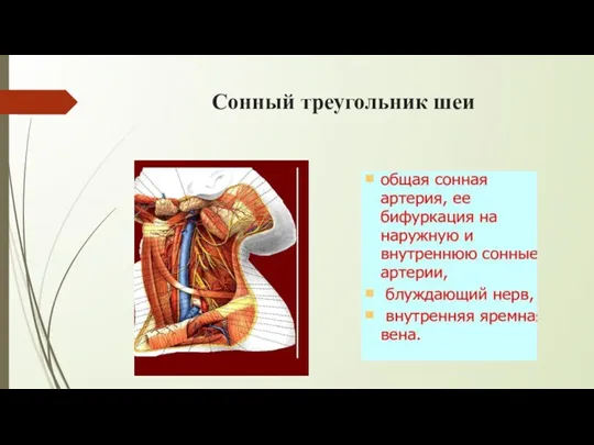 Сонный треугольник шеи