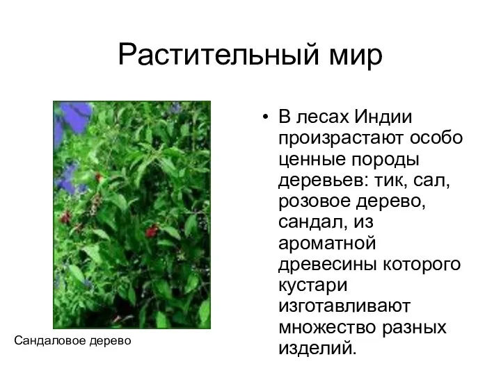 Растительный мир В лесах Индии произрастают особо ценные породы деревьев: тик, сал,