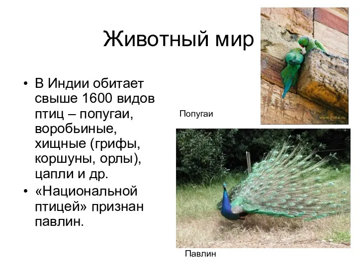 Животный мир В Индии обитает свыше 1600 видов птиц – попугаи, воробьиные,