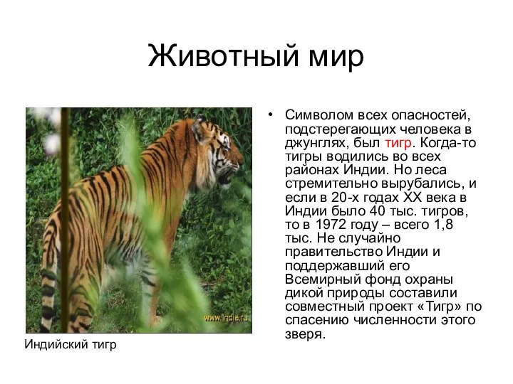 Животный мир Символом всех опасностей, подстерегающих человека в джунглях, был тигр. Когда-то