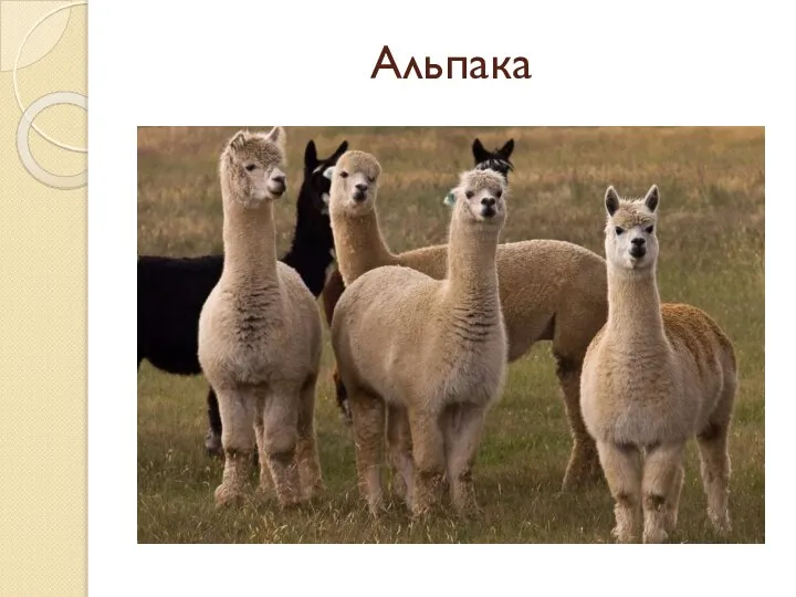 Альпака