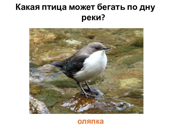Какая птица может бегать по дну реки? оляпка