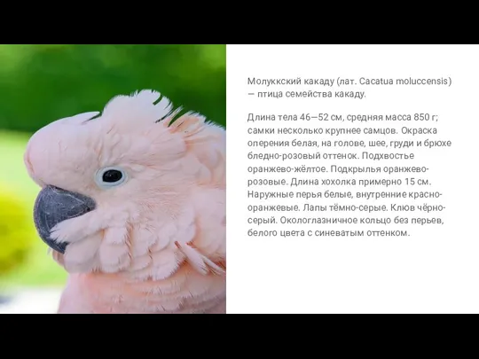 Молуккский какаду (лат. Cacatua moluccensis) — птица семейства какаду. Длина тела 46—52