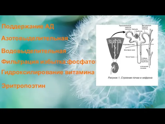 Водовыделительная Азотовыделительная Фильтрация избытка фосфатов Гидроксилирование витамина D Эритропоэтин Поддержание АД