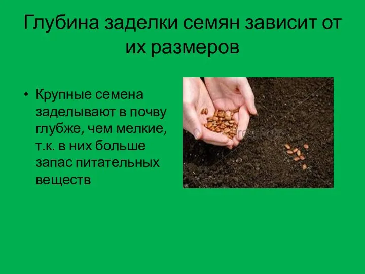 Глубина заделки семян зависит от их размеров Крупные семена заделывают в почву