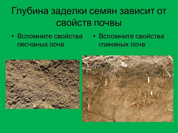 Глубина заделки семян зависит от свойств почвы Вспомните свойства песчаных почв Вспомните свойства глиняных почв