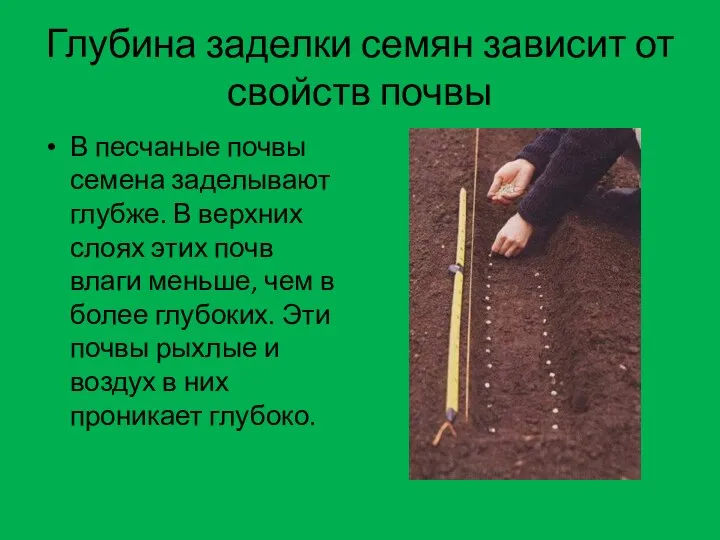 Глубина заделки семян зависит от свойств почвы В песчаные почвы семена заделывают