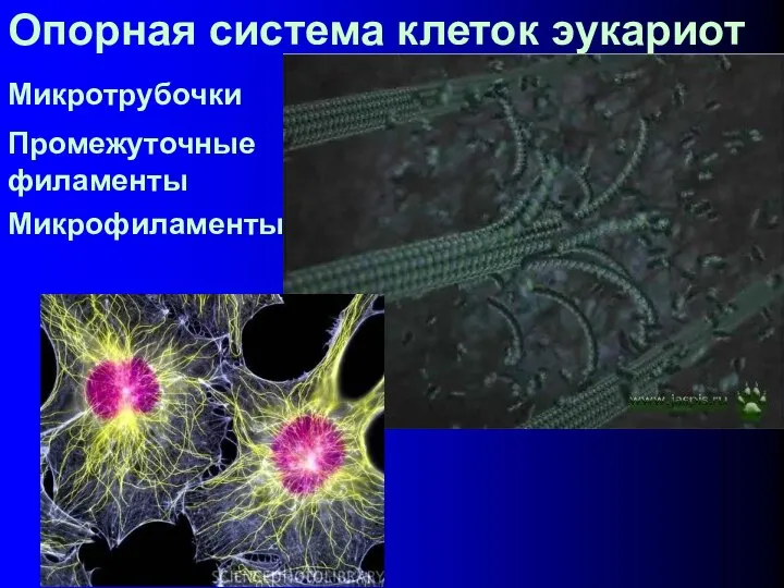 Опорная система клеток эукариот Микротрубочки Промежуточные филаменты Микрофиламенты