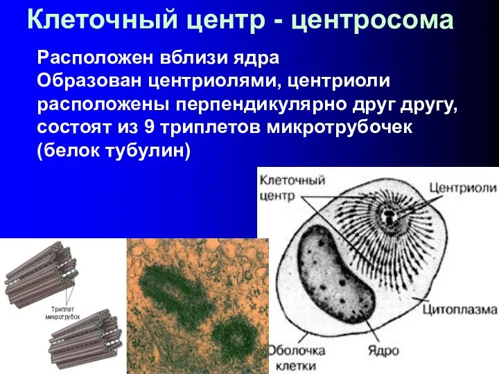 Клеточный центр - центросома Расположен вблизи ядра Образован центриолями, центриоли расположены перпендикулярно