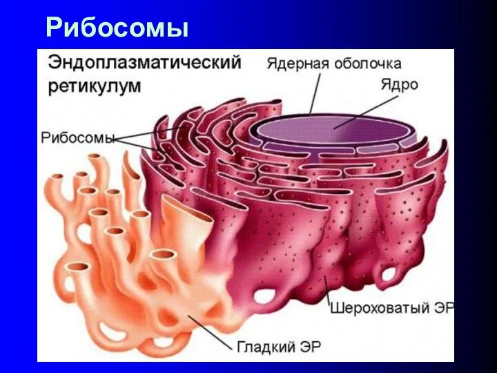 Рибосомы