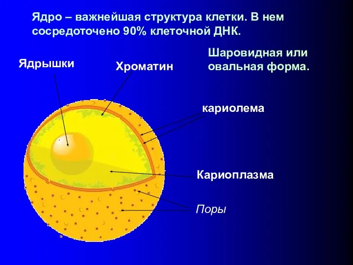 Ядро – важнейшая структура клетки. В нем сосредоточено 90% клеточной ДНК. Шаровидная