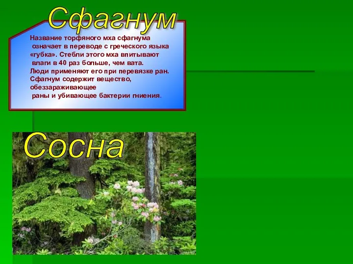 Название торфяного мха сфагнума означает в переводе с греческого языка «губка». Стебли