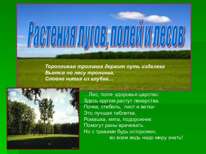 Растения лугов, полей и лесов Торопливая тропинка держит путь издалека Вьется по