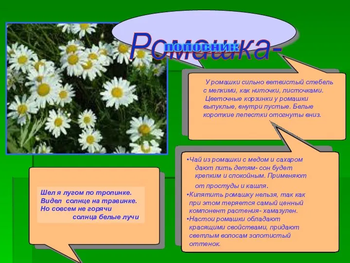 Ромашка- Шел я лугом по тропинке. Видел солнце на травинке. Но совсем