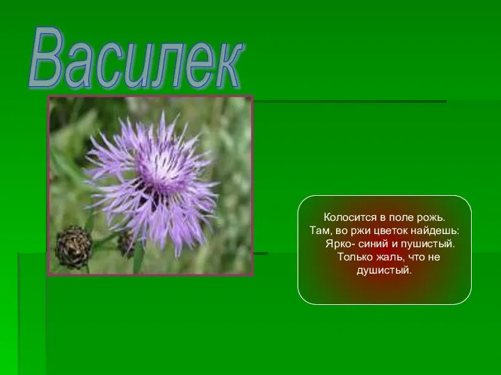 Василек Колосится в поле рожь. Там, во ржи цветок найдешь: Ярко- синий