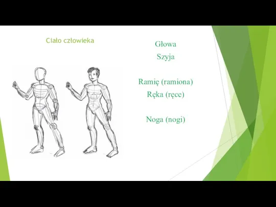 Ciało człowieka Głowa Szyja Ramię (ramiona) Ręka (ręce) Noga (nogi)