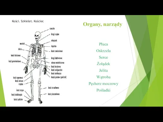 Organy, narządy Płuca Oskrzela Serce Żołądek Jelita Wątroba Pęcherz moczowy Pośladki Kości. Szkielet. Kościec