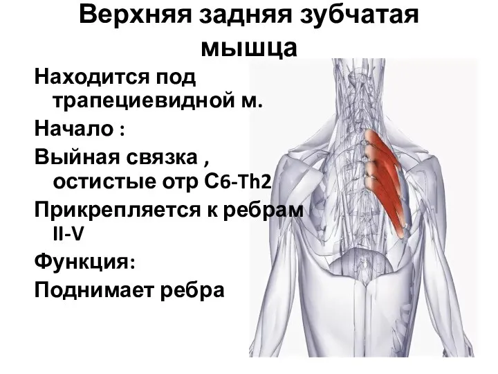 Верхняя задняя зубчатая мышца Находится под трапециевидной м. Начало : Выйная связка