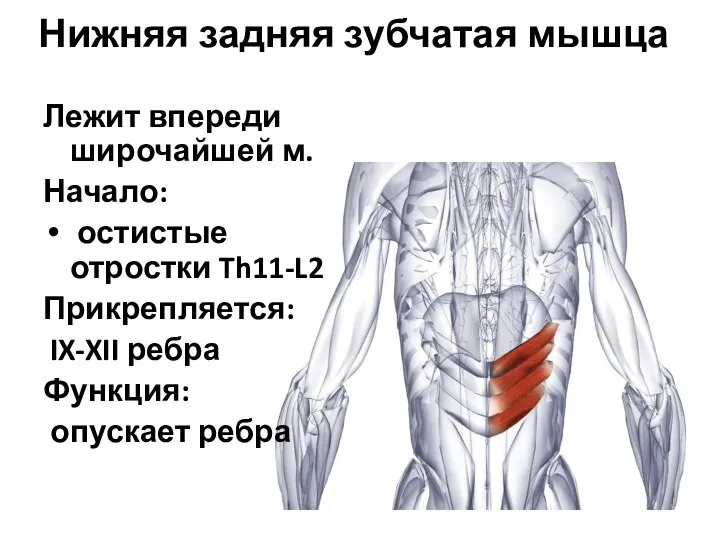 Нижняя задняя зубчатая мышца Лежит впереди широчайшей м. Начало: остистые отростки Th11-L2