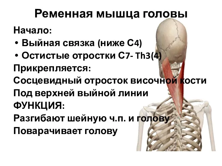 Ременная мышца головы Начало: Выйная связка (ниже С4) Остистые отростки С7- Th3(4)