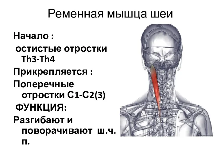 Ременная мышца шеи Начало : остистые отростки Th3-Th4 Прикрепляется : Поперечные отростки