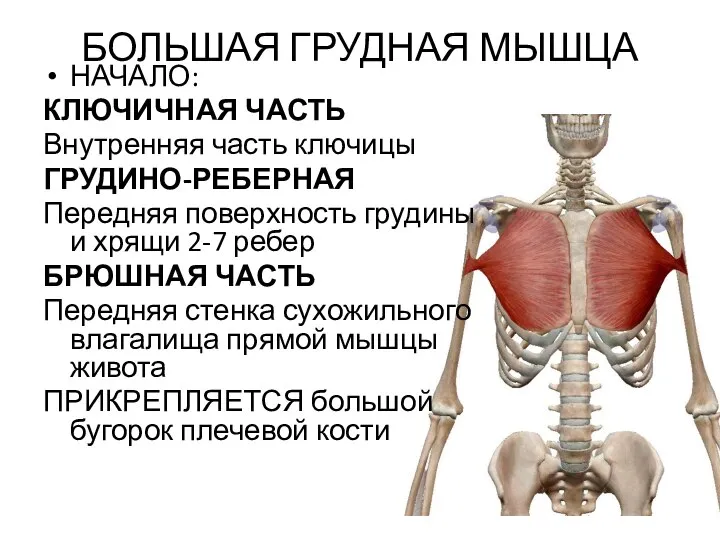 БОЛЬШАЯ ГРУДНАЯ МЫШЦА НАЧАЛО: КЛЮЧИЧНАЯ ЧАСТЬ Внутренняя часть ключицы ГРУДИНО-РЕБЕРНАЯ Передняя поверхность