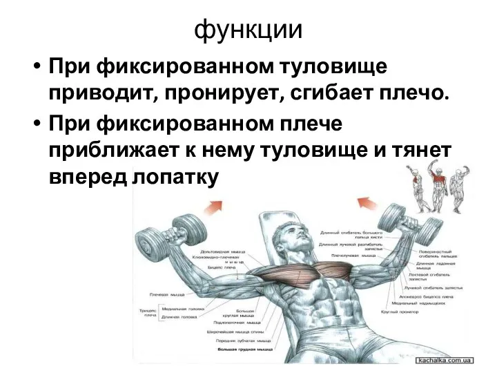 функции При фиксированном туловище приводит, пронирует, сгибает плечо. При фиксированном плече приближает