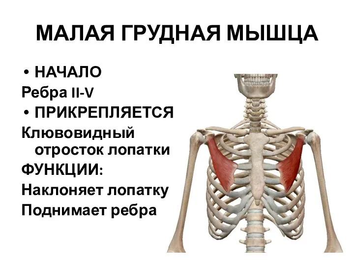 МАЛАЯ ГРУДНАЯ МЫШЦА НАЧАЛО Ребра II-V ПРИКРЕПЛЯЕТСЯ Клювовидный отросток лопатки ФУНКЦИИ: Наклоняет лопатку Поднимает ребра