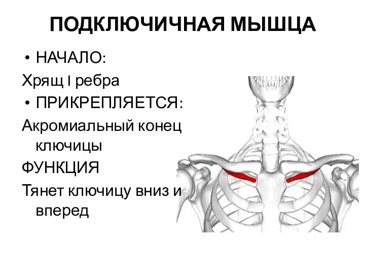 ПОДКЛЮЧИЧНАЯ МЫШЦА НАЧАЛО: Хрящ I ребра ПРИКРЕПЛЯЕТСЯ: Акромиальный конец ключицы ФУНКЦИЯ Тянет ключицу вниз и вперед