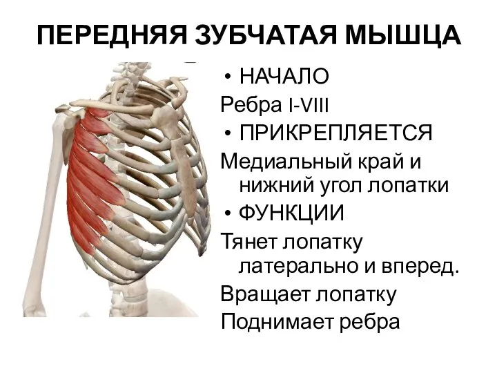 НАЧАЛО Ребра I-VIII ПРИКРЕПЛЯЕТСЯ Медиальный край и нижний угол лопатки ФУНКЦИИ Тянет