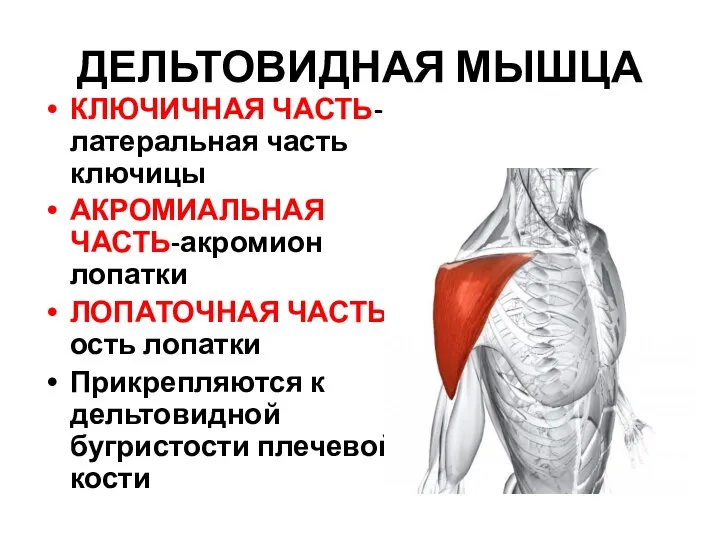 ДЕЛЬТОВИДНАЯ МЫШЦА КЛЮЧИЧНАЯ ЧАСТЬ-латеральная часть ключицы АКРОМИАЛЬНАЯ ЧАСТЬ-акромион лопатки ЛОПАТОЧНАЯ ЧАСТЬ- ость