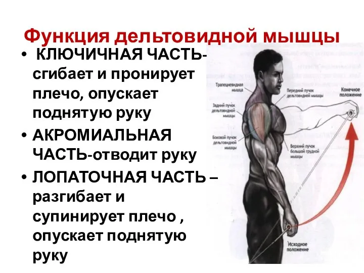 Функция дельтовидной мышцы КЛЮЧИЧНАЯ ЧАСТЬ- сгибает и пронирует плечо, опускает поднятую руку