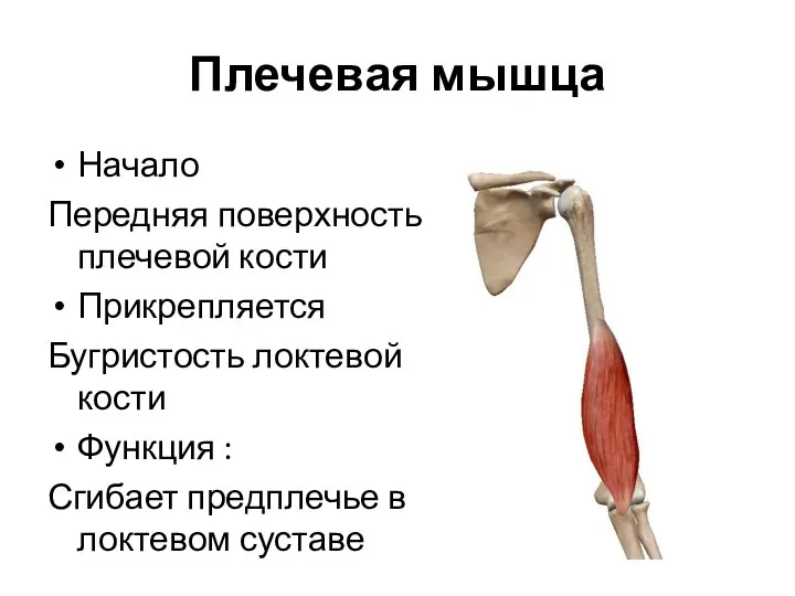 Плечевая мышца Начало Передняя поверхность плечевой кости Прикрепляется Бугристость локтевой кости Функция