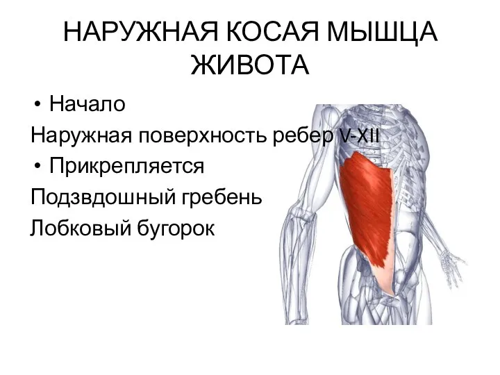 НАРУЖНАЯ КОСАЯ МЫШЦА ЖИВОТА Начало Наружная поверхность ребер V-XII Прикрепляется Подзвдошный гребень Лобковый бугорок