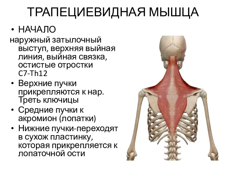 ТРАПЕЦИЕВИДНАЯ МЫШЦА НАЧАЛО наружный затылочный выступ, верхняя выйная линия, выйная связка, остистые