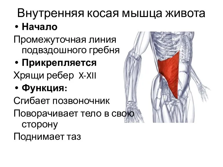 Внутренняя косая мышца живота Начало Промежуточная линия подвздошного гребня Прикрепляется Хрящи ребер