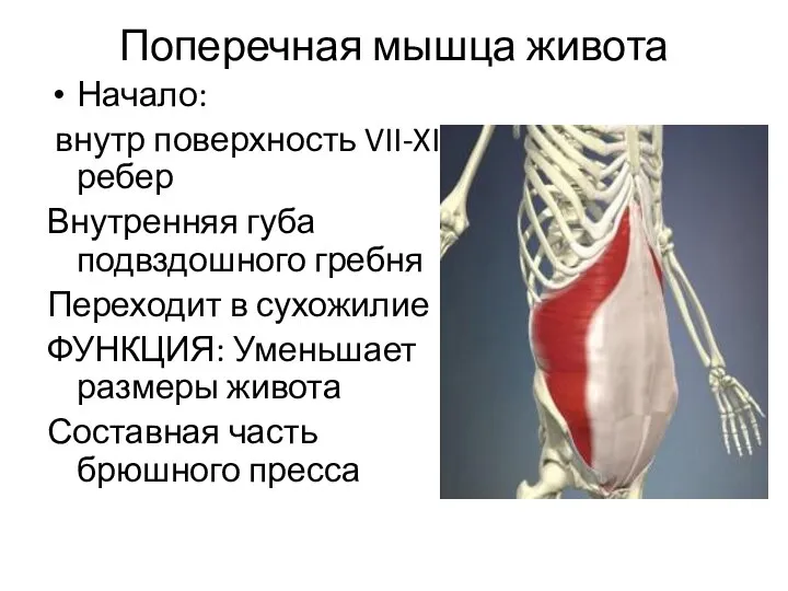 Поперечная мышца живота Начало: внутр поверхность VII-XII ребер Внутренняя губа подвздошного гребня