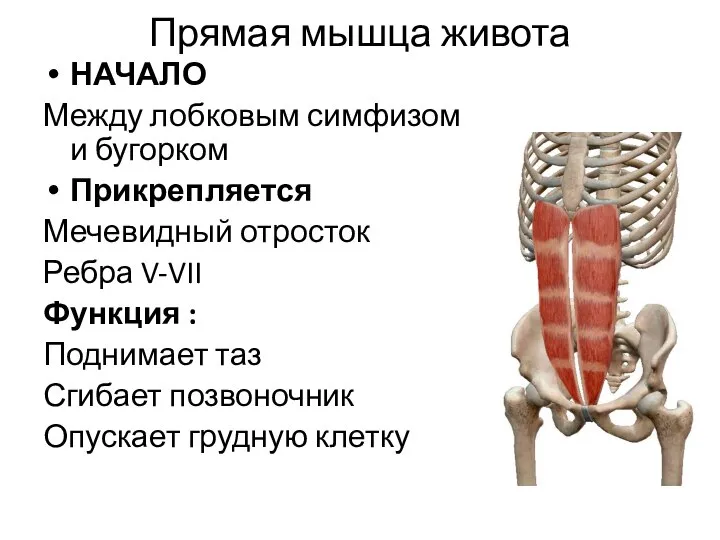 Прямая мышца живота НАЧАЛО Между лобковым симфизом и бугорком Прикрепляется Мечевидный отросток