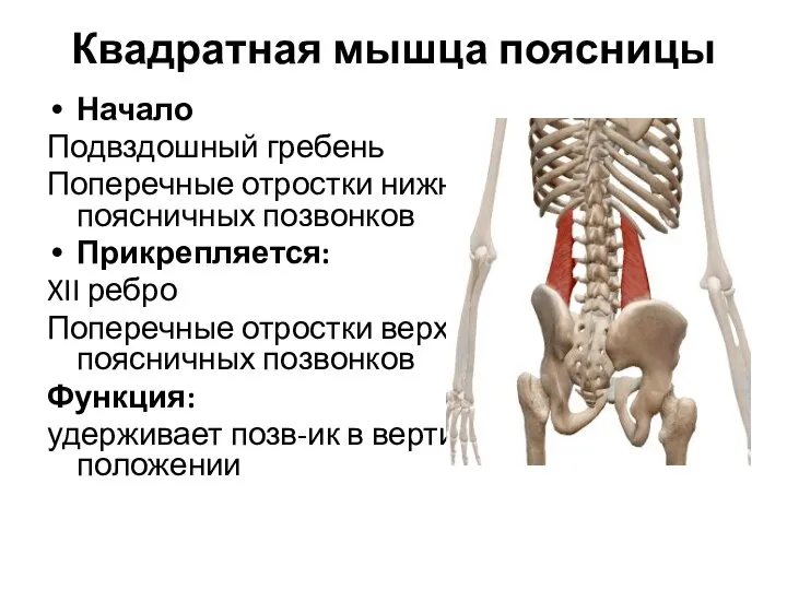 Квадратная мышца поясницы Начало Подвздошный гребень Поперечные отростки нижних поясничных позвонков Прикрепляется: