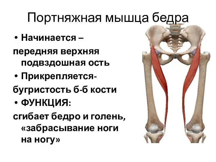 Портняжная мышца бедра Начинается – передняя верхняя подвздошная ость Прикрепляется- бугристость б-б