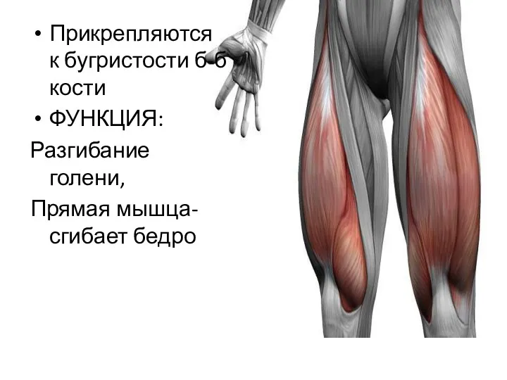 Прикрепляются к бугристости б-б кости ФУНКЦИЯ: Разгибание голени, Прямая мышца-сгибает бедро