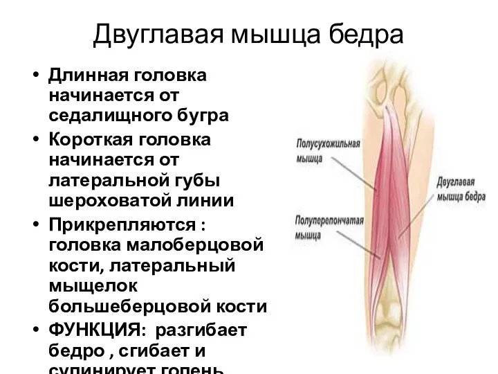 Двуглавая мышца бедра Длинная головка начинается от седалищного бугра Короткая головка начинается