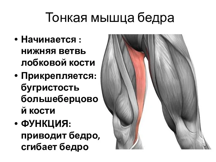 Тонкая мышца бедра Начинается : нижняя ветвь лобковой кости Прикрепляется: бугристость большеберцовой